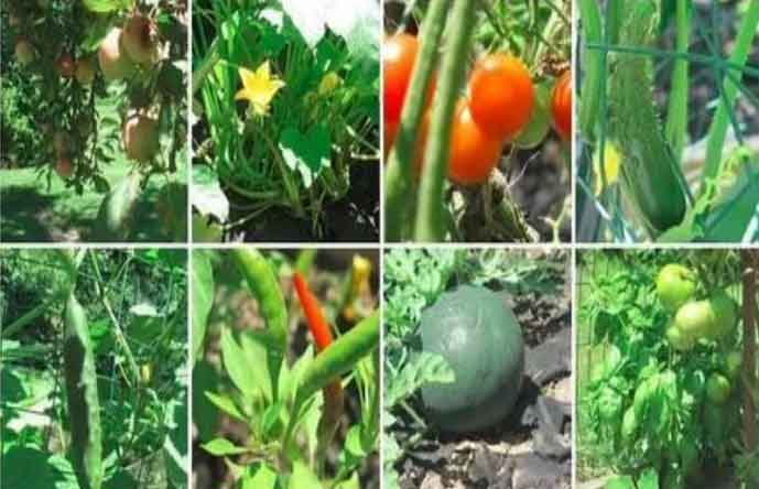 苹果园中学特色项目